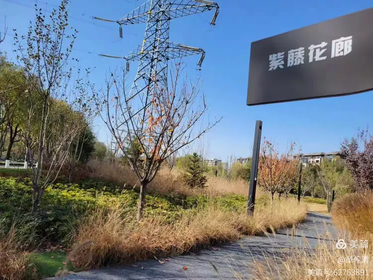 冬游曲江花影公园